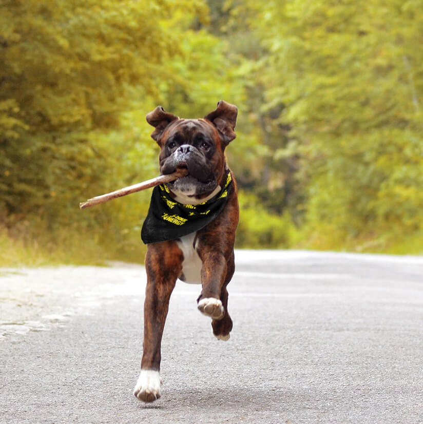 5-Hour Energy Pet Bandana